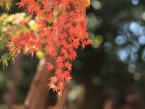 Oxalis