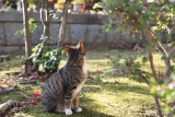 キウイ